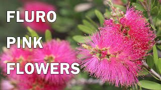 Fluro Burst™  Callistemon [upl. by Desmund293]