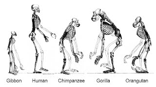 Debunking the Myth Humans Didnt Evolve Directly From Apes [upl. by Billmyre]