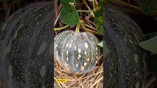 Harvesting Giant Vegetables Unbelievable Garden Monsters [upl. by Micky]