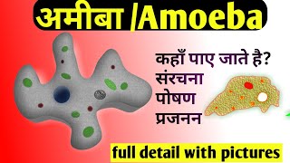 Amoeba in hindiअमीबा में पोषण amoeba kya hai Reproduction in amoebaamoeba me poshan in hindi [upl. by Ruhtracam658]