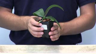 Orchid Care 101  How to Water Phalaenopsis Orchids [upl. by Pizor999]