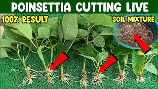 How to grow Poinsettia from cutting  Poinsettia Plants Cutting Process Live  Poinsettia Cutting [upl. by Hatokad258]