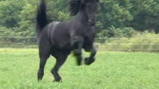 FPS Approved Friesian Stallion Sipke 450 [upl. by Maril730]