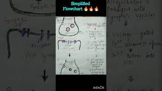 Nicotinic Acetylcholine receptor 🔥mechanism flowchart in just under 60 sec 💯🔥🔥🔥neurophysiology [upl. by Brandais84]