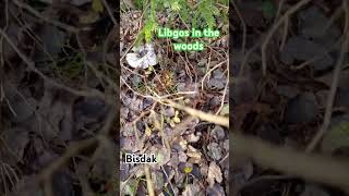 A big MUSHROOM in the forest [upl. by Aia]