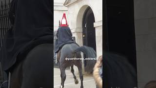 King’s horse get spooked Guard controlled the horse fyp horseguard kingsguard animals animals [upl. by Tahp]