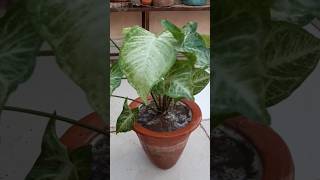 Paudha lagane ka sahi tarika plants gardningtips gardening shorts viral [upl. by Isahella]