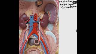 Anatomia  vascularização do abdômen [upl. by Alisa390]