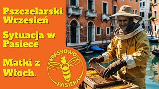 Pszczelarski wrzesień sytuacja w pasiece Matki pszczele z Włoch pszczoły miód matkipszczele [upl. by Hilario]