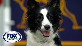 Watch 5 of the best WKC Dog Show moments to celebrate National Puppy Day  FOX SPORTS [upl. by Revell94]