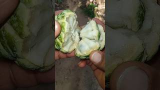 Annona fruit 🔥❤️ අනෝදාshorts fruits annona [upl. by Silva986]