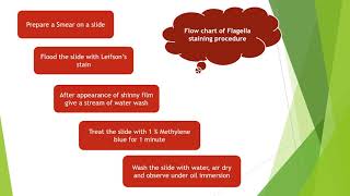 Flagella staining by Leifsons Method  Microbiology with Sumi [upl. by Ellered]