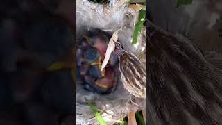 Zitting cisticola feeding babies p3trending shorts short shortvideo [upl. by Leamsi737]