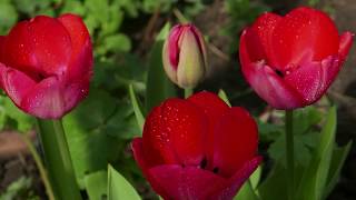 Andre Rieu  La Paloma Spring  4K Beautiful Flowers  Superb Tulips Relaxing  Romantic Music [upl. by Press819]