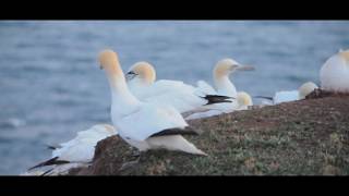 Beautiful Germany  North Sea Island Helgoland [upl. by Joan364]