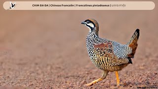 CHIM ĐA ĐA  Chinese francolin  Francolinus pintadeanus  นกกระทาทุ่ง 4K [upl. by Farl]