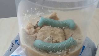 hornworm timelapse going into pupa stage [upl. by Jannelle]