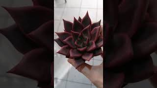 echeveria taurus [upl. by Wakerly]