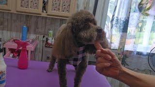 Toy Poodle goes to the groomers haircut [upl. by Pestana]