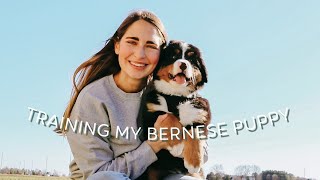 Training My Bernese Mountain Dog Puppy [upl. by Zetra]