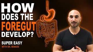 Embryology of the GIT I  Foregut Easy to Understand [upl. by Itisahc]