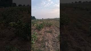 Rajsthan agriculture trending nature agriculture [upl. by Zaller]