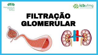 Fisiologia Renal  Barreiras da filtração Glomerular e Forças de Starling [upl. by Enixam]