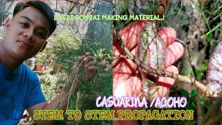 Super easy method propagationBasic bonsai making materials Agoho CASUARINA equisetifolia tree [upl. by Enilatan]