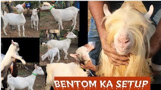 Golden Opportunity For Bentom Lovers Ready Breeding Setup At SK Goat Farm Padhga Bhiwandi [upl. by Erimahs]