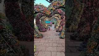 Keya khubsurat hai  flowers flowergarden nashikflowerpark nashik mumbai [upl. by Illa464]