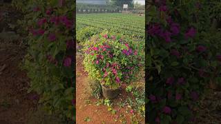 Making plant look beautiful with final touch BOUGAINVILLEA BALL ART floweringplant art plants [upl. by Rabkin395]