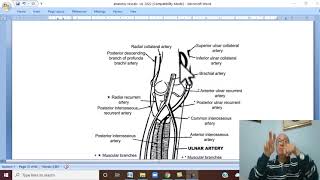 Musculoskeletal Module I in Arabic 41  Arterial Anastomoses in upper limb   by Dr Wahdan [upl. by Arayk]