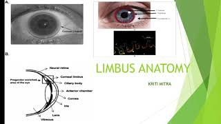 LIMBUS ANATOMY [upl. by Norit49]