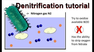 How does denitrification work and simultaneous nitrificationdenitrification [upl. by Aneeles]