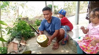 PANEN BUAH NANGKA DI HALAMAN RUMAH LANGSUNG DI MAKAN [upl. by Innavoig]