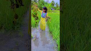 ধানের খেত থেকে পাতলা গাছ আনলাম টবে বসানোর জন্য water lily plant at home [upl. by Slayton]