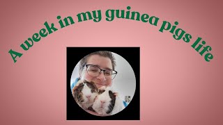 POV A Week in My Guinea Pigs Life  Epic Cage Cleaning Routine Revealed [upl. by Sadoff]