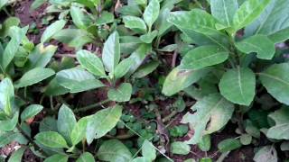 Longevity Spinach Plant Gynura procumbens  Herb Plants  Exotic Plant [upl. by Mcgean]