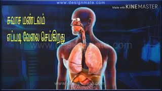 RESPIRATORY SYSTEM AND FUNCTION TAMIL [upl. by Dolf]