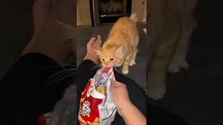 he is bobbing his little cat head🐾 funnycats pets shorts [upl. by Reinal]