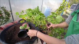 All parts of this plant are edible  Garden Nasturtium Indian cress flowers Tropaeolum majus [upl. by Laverne]