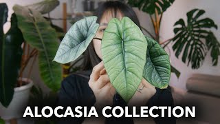 ✨My ALOCASIA Collection 2023 ✨ [upl. by Odab]