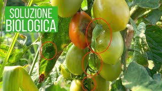 ELIMINARE le CIMICI dai POMODORI 🍅🍅🍅 [upl. by Elidad]