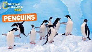 All About Penguins 🐧  Nat Geo Kids Penguins Playlist [upl. by Shipley]