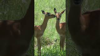 Impala Calves Kruger South Africa [upl. by Kind658]