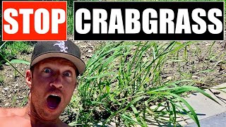 STOP CRABGRASS from taking over YOUR LAWN [upl. by Joellyn520]