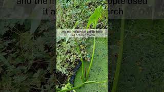 Growing Sagittaria latifolia wapato arrowhead Edible Aquatics [upl. by Nyllewell]