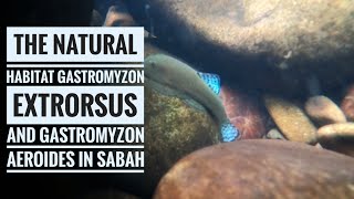 Gastromyzon extrorsus and Gastromyzon aeroides at the habitat Vlog 18 [upl. by Haniraz]