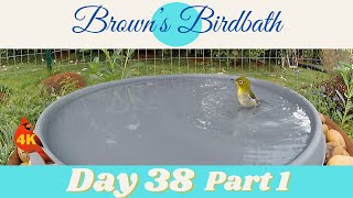 Browns Birdbath Day 38 Part 1  ブラウンズ バードバス Day 38 Part 1 wildbirdsinhawaii ハワイの野鳥 whiteeye [upl. by Cida800]