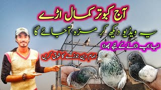 Aj Kabootarbazi Ka Pora Shoq Krwaya highflyingpigeonclub pigeon Kabootar kabootarbazi kabutar [upl. by Nwatna]